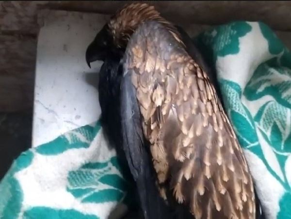 В Башкирии ветеринары спасают наглотавшегося битума орла-могильника
