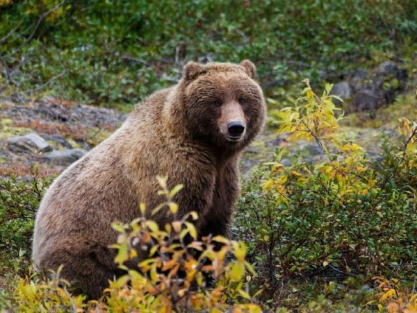 В Лесозаводске полиция и охотнадзор разыскивают медведяХищника заметили гуляющим по городскому парку.