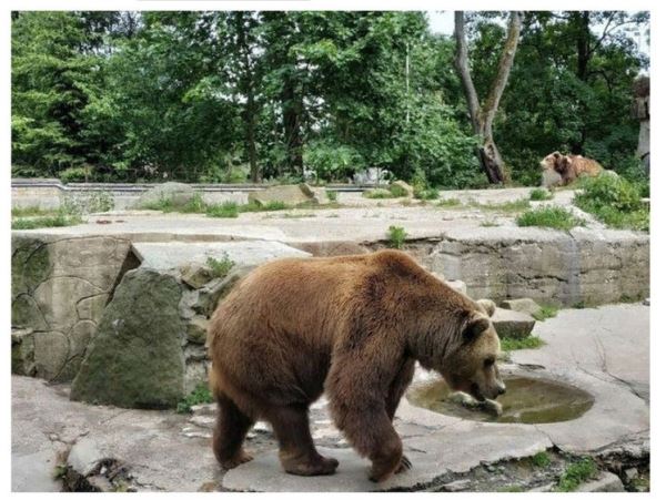 В Мурмашах медведи протоптали дорожку на кладбищеМедвежьи следы замечены на городском кладбище. Власти просят не прикармливать медведей.
