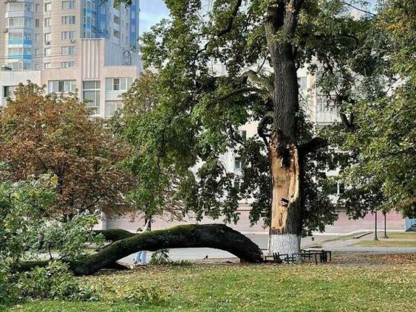 В Орле не умеют ремонтировать дубыМестная достопримечательность — дуб, которому стукнуло 162 года, раскололся из-за неправильного ремонта.