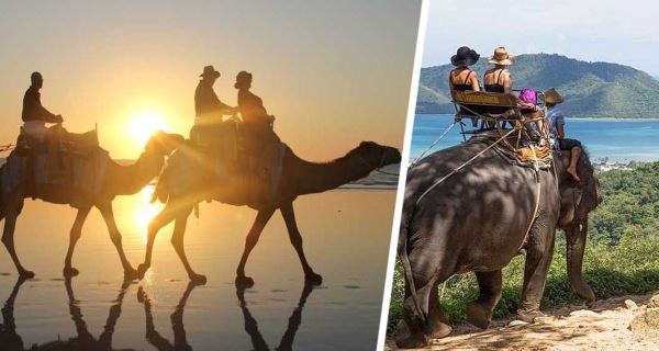 В Турции упал в обморок верблюд, перевозивший российских туристов